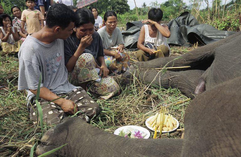 Elephant