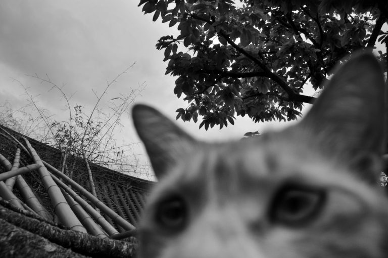 Taejin Bak